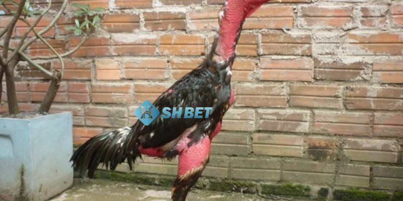cách nhận biết gà đá hay Tại sao ai cũng muốn biết cách nhận biết gà đá hay?