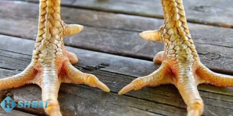 cách nhận biết gà đá hay