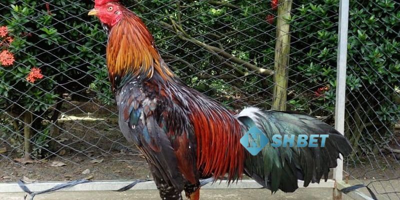 cách nhận biết gà đá hay Cách nhận biết gà đá hay bằng việc quan sát cánh gà