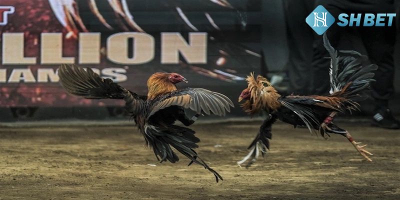 Điểm nổi bật khi chơi đá gà tại nhà cái này