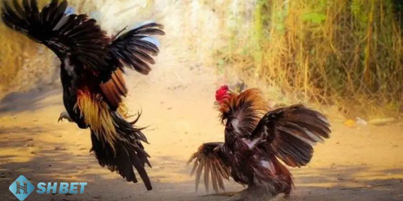 đá gà Mỹ cựa dao Vài nét sơ lược về hình thức đá gà Mỹ cựa dao