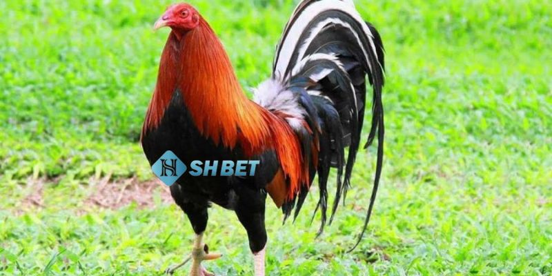 đá gà Mỹ cựa dao Lý giải sức hút của đá gà Mỹ cựa dao hiện nay