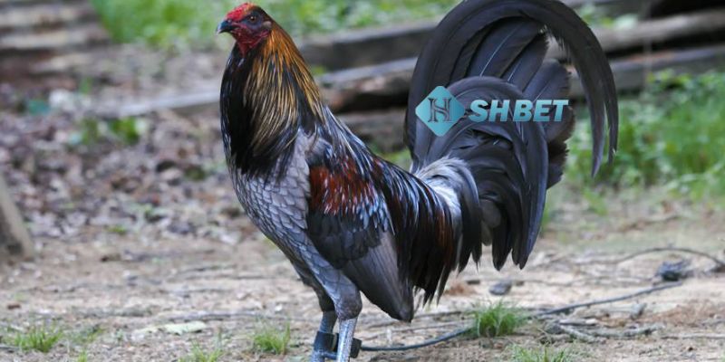 đá gà Mỹ cựa dao Kèo cược hấp dẫn