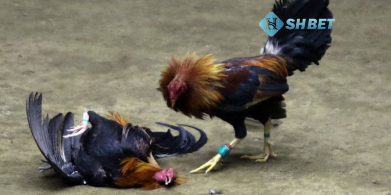 đá gà Mỹ trực tiếp Giới thiệu tổng quan về đá gà Mỹ trực tiếp phổ biến