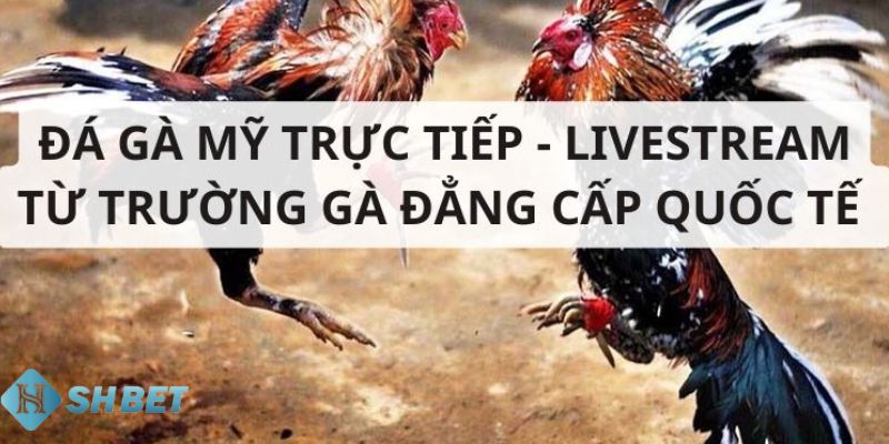 đá gà Mỹ trực tiếp Những lưu ý quan trọng khi xem đá gà Mỹ trực tiếp mà bạn cần biết