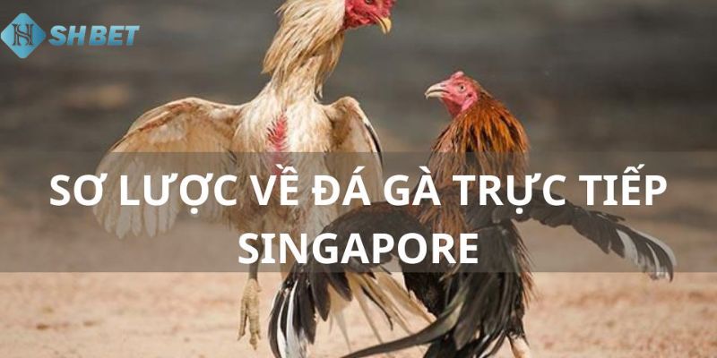 đá gà trực tiếp Singapore Giới thiệu sơ lược về đá gà trực tiếp Singapore là gì?