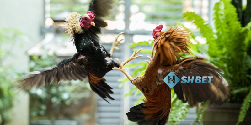 đá gà trực tiếp Singapore Khám phá những điều thú vị khi xem đá gà trực tiếp Singapore
