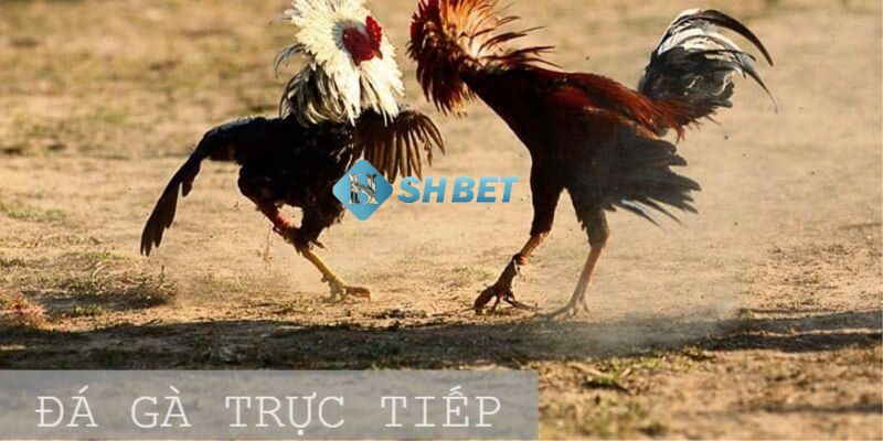đá gà trực tiếp Singapore Cần chuẩn bị gì khi tham gia đá gà trực tiếp Singapore