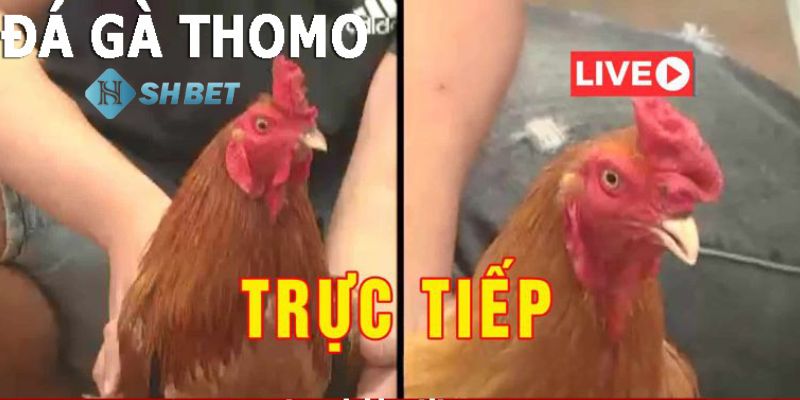 live đá gà Live đá gà là gì?
