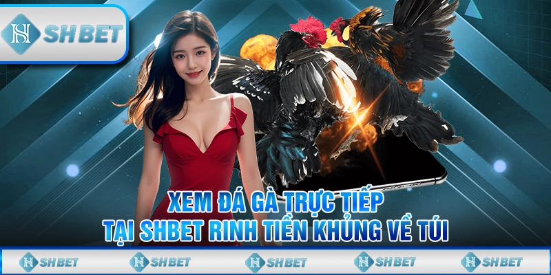 Xem Đá Gà Trực Tiếp Tại SHBET Rinh Tiền Khủng Về Túi