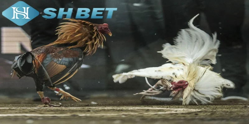 Bí quyết rinh tiền khủng khi xem đá gà trực tiếp tại SHBET