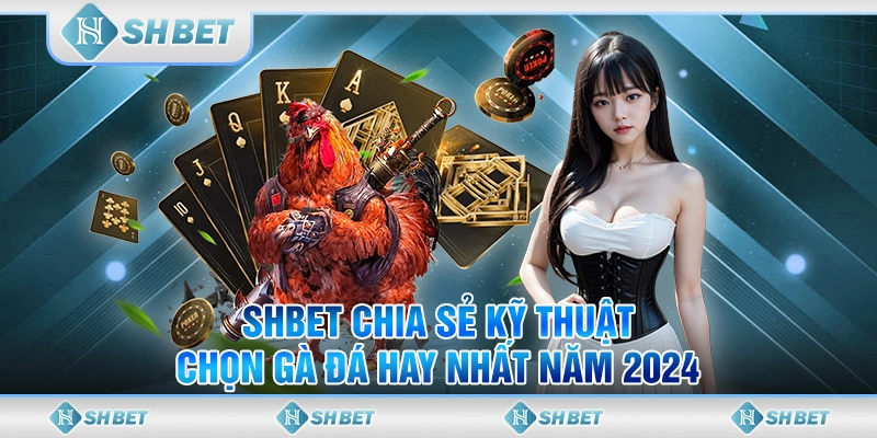 SHBET Chia Sẻ Kỹ Thuật Chọn Gà Đá Hay Nhất Năm 2024