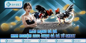 Màu Mạng Gà Đá - Kinh Nghiệm 2024 Chọn Gà Đá Từ SHBET