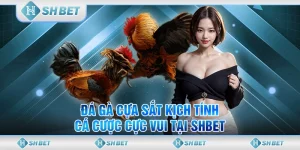Đá Gà Cựa Sắt Kịch Tính, Cá Cược Cực Vui Tại SHBET
