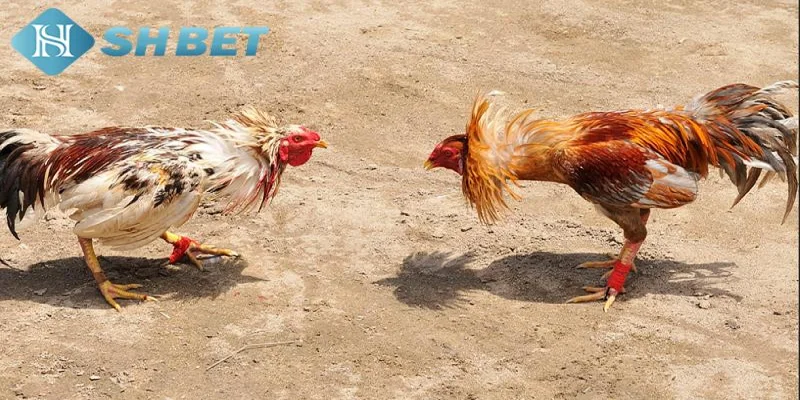 Các đặc điểm nổi bật của đá gà Campuchia