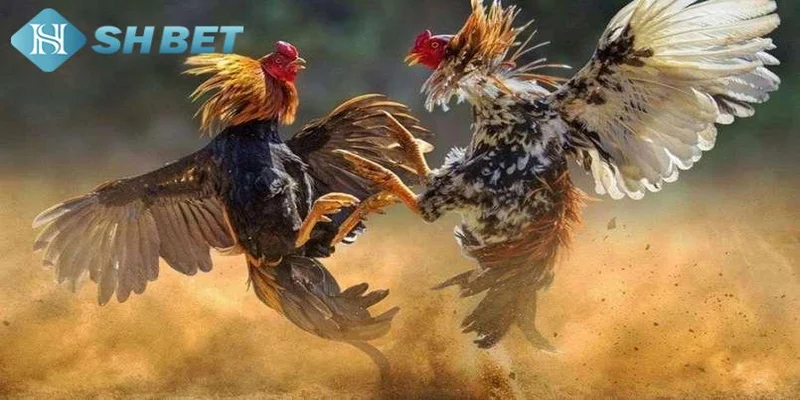 Các loại màu mạng gà đá phổ biến trên thị trường
