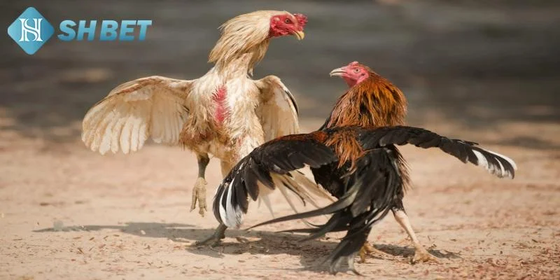Cách tham gia đá gà Campuchia tại SHBET