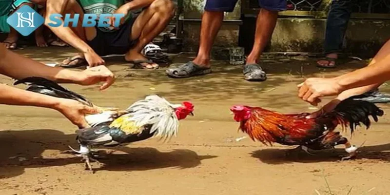 Thực hư về sự uy tín và an toàn của đá gà ăn tiền trực tuyến