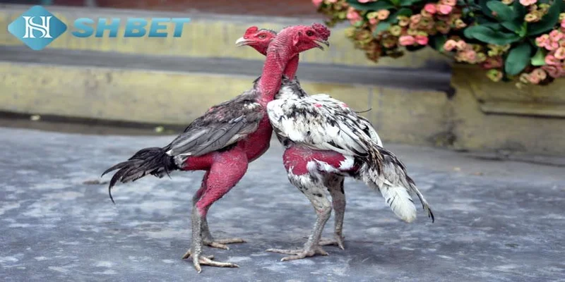 Hiểu chuẩn chỉ về đá gà đòn trực tiếp