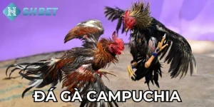 Giới thiệu về đá gà Campuchia