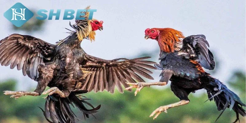 Kinh nghiệm cá độ đá gà cựa sắt cao thủ áp dụng để thắng lợi