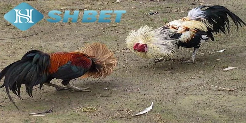 Kỹ thuật chọn gà đá cơ bản newbie nên biết