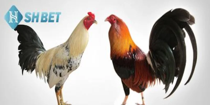 Những yếu tố ảnh hưởng đến kỹ thuật chọn gà đá