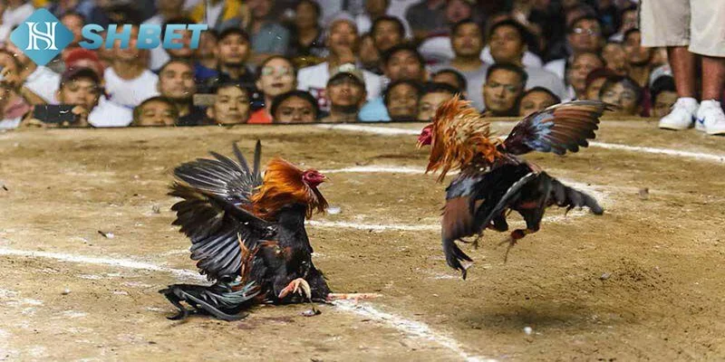 Tối ưu trải nghiệm coi đá gà trực tiếp trên SHBET