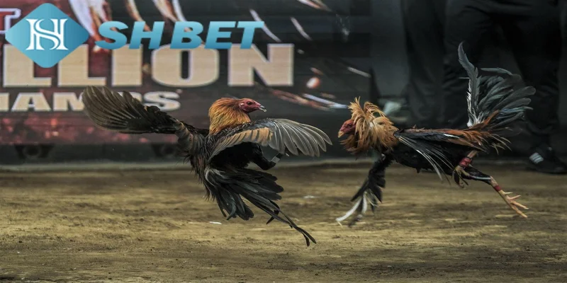 Trải nghiệm đá gà Philippines tại SHBET