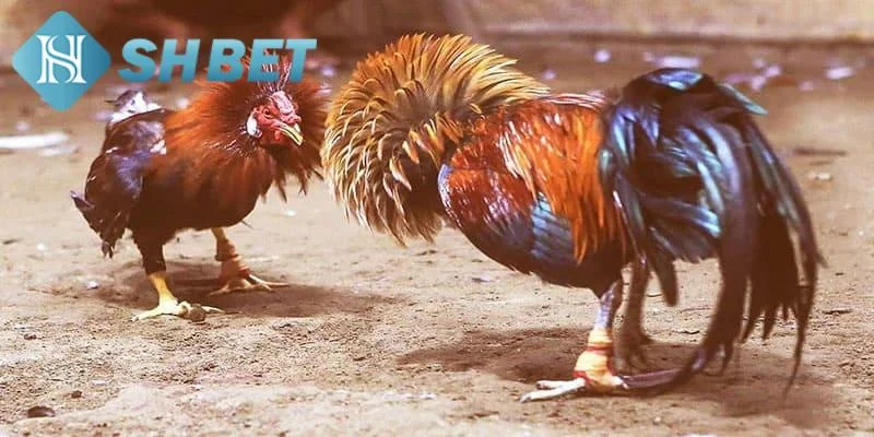 Ưu điểm khi tham gia cá cược đá gà tre trực tuyến tại SHBET