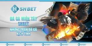 Đá Gà Miền Tây SHBET - Những Trận Đá Gà Kịch Tính