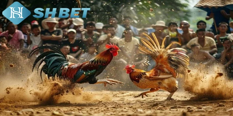 Cách chơi đá gà chọi đơn giản