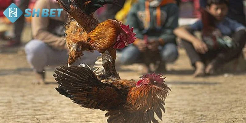 Chọn lựa sân chơi trực tuyến uy tín