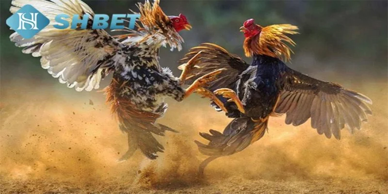 Hướng dẫn cách xem chân gà đá hiệu quả cùng SHBET