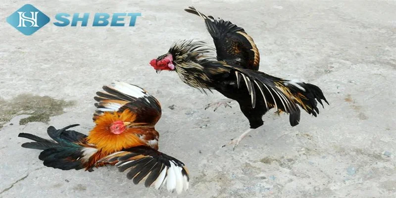 Hướng dẫn tham gia đá gà miền Tây tại SHBET