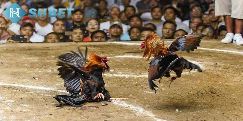 Hiểu rõ chuẩn xác về đá gà trên mạng