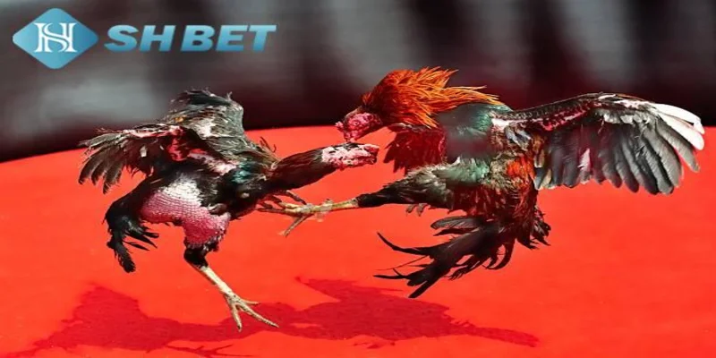Luật chơi đá gà trên mạng cơ bản