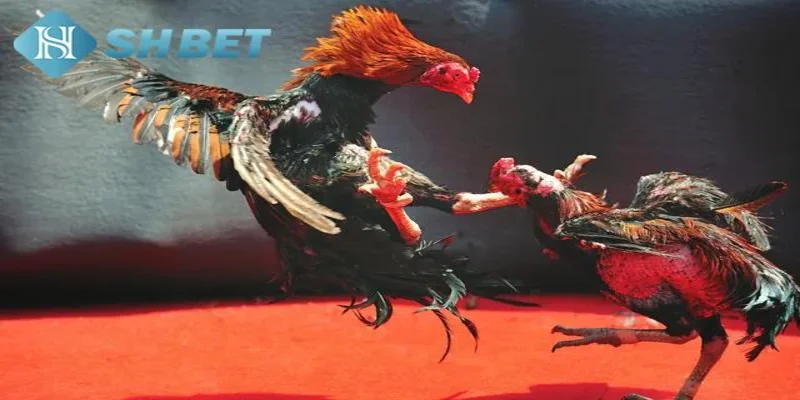 Hướng dẫn tham gia đá gà trên mạng tại SHBET